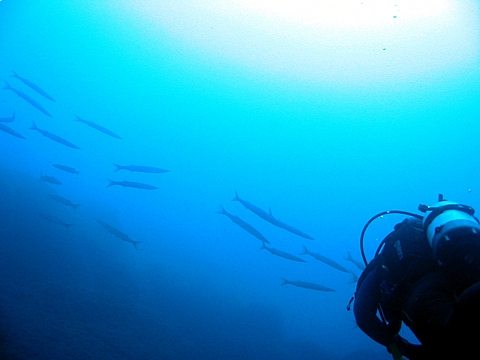 Barracuda al Circeo Sphyraena viridensis